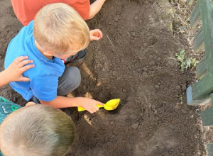 Sadzenie tulipanów w grupie Motylki