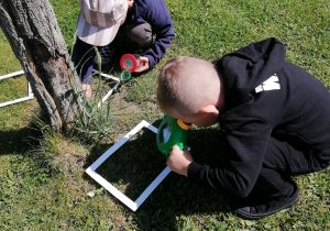 „Mieszkańców łąki poznajemy i ich obserwujemy” w grupie Biedronek