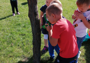 Dzieci oglądają przez lupę korę drzew.