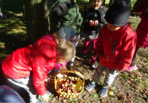 Dzieci zbierają kasztany w parku, wrzucają je do koszyka.