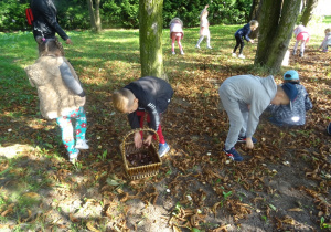 Rozproszona grupa dzieci zbiera kasztany w parku. Na ziemi stoi kosz, do którego chłopiec wrzuca kasztany.