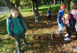 Rozproszona grupa dzieci zbiera kasztany w parku. Na ziemi stoją koszyki, do których dzieci wrzucają kasztany.