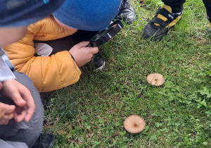 dzieci na spacerze w ogrodzie przedszkolnym oglądają pod lupą grzyby rosnące w trawie