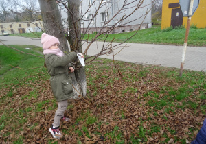 dziewczynka ściąga chusteczkę higieniczną z drzewa