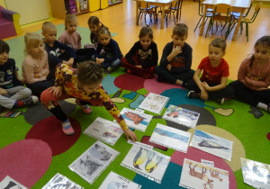 dzieci wybierają ilustracje ze zwierzętami żyjącymi w Arktyce