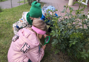 dzieci oglądają mszyce na różach lupami