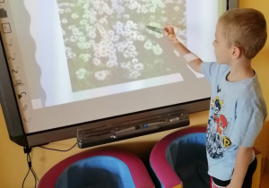dzieci poznają kwiaty, które można spotkać na łąkach
