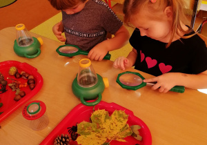 Dzieci siedzą przy stoliku, na stoliku znajdują się dwie tacki z darami jesieni, chłopiec i dziewczynka oglądają dary jesieni przez lupę.
