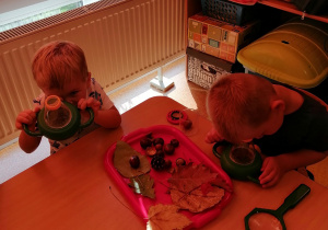 Dzieci siedzą przy stoliku, na stoliku znajdują się dwie tacki z darami jesieni, chłopcy oglądają dary jesieni przez mini mikroskopy.