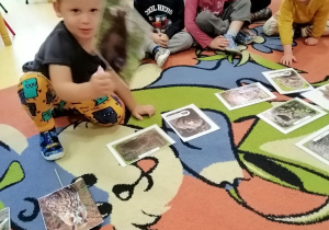 Dzieci siedzą na dywanie, na dywanie leżą zdjęcia zwierząt mieszkających w lesie, chłopiec trzyma ilustracje.