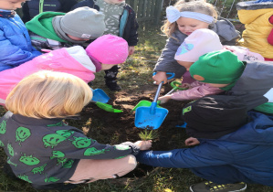 Dzieci z grupy Motylków sadzą drzewko.