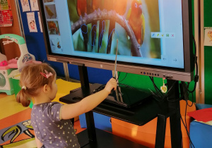Dziewczynka wskazuje zwierzątko na ekranie interaktywnym.