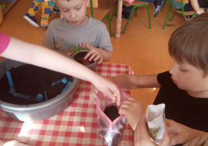 Dzieci zakładają hodowlę fasoli.